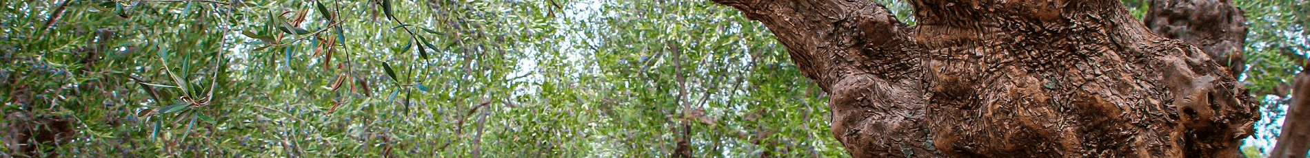 Tropic Trees Tropic Trees