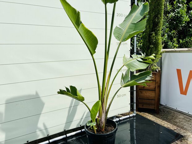 Strelitzia Augusta - Paradijsvogelbloem - hoogte 250-300 cm - Tropic Trees