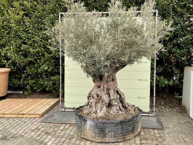 consumptie Zeeziekte terugtrekken olijfboom bonsai stamomvang 180-230cm - Tropic Trees