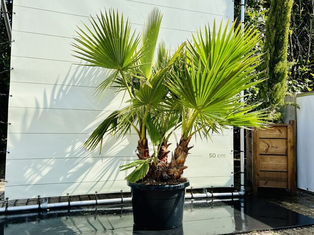 Herdenkings Caroline Assert Palmboom - Washingtonia Robusta Multistam - Tropic Trees