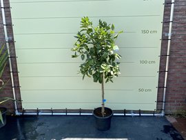 Limoenplant Van Topkwaliteit Kopen Tropic Trees