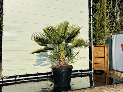 serie Occlusie Monnik Palmboom voor buiten | Winterhard - Tropic Trees