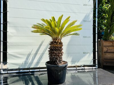 serie Occlusie Monnik Palmboom voor buiten | Winterhard - Tropic Trees
