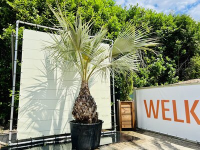 een vuurtje stoken meel Aanpassingsvermogen Winterharde palm kopen? Voor binnen & buiten - Tropic Trees