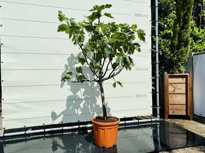 toilet Penelope bijtend Vijgenboom in pot kopen? | Ruim aanbod - Tropic Trees