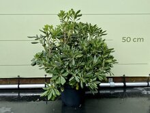 Australische Laurier - Pittosporum Tobiara - hoogte 40 cm